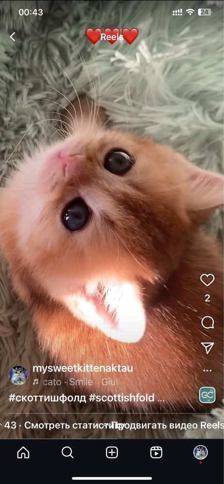 Продам шиншиллок шоу класса