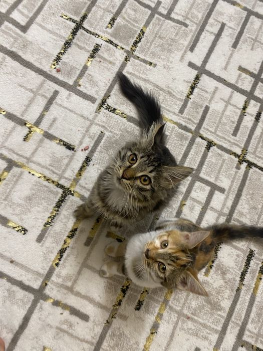 Отдам даром мушукчала берилади