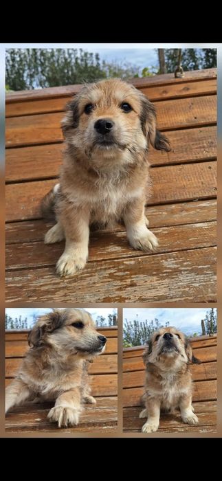 Donez doua cateluse talie mica