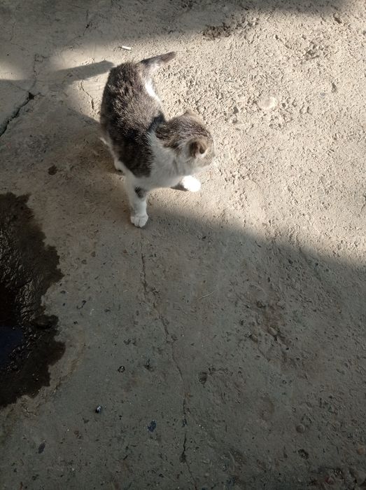 Продается коты породистые .