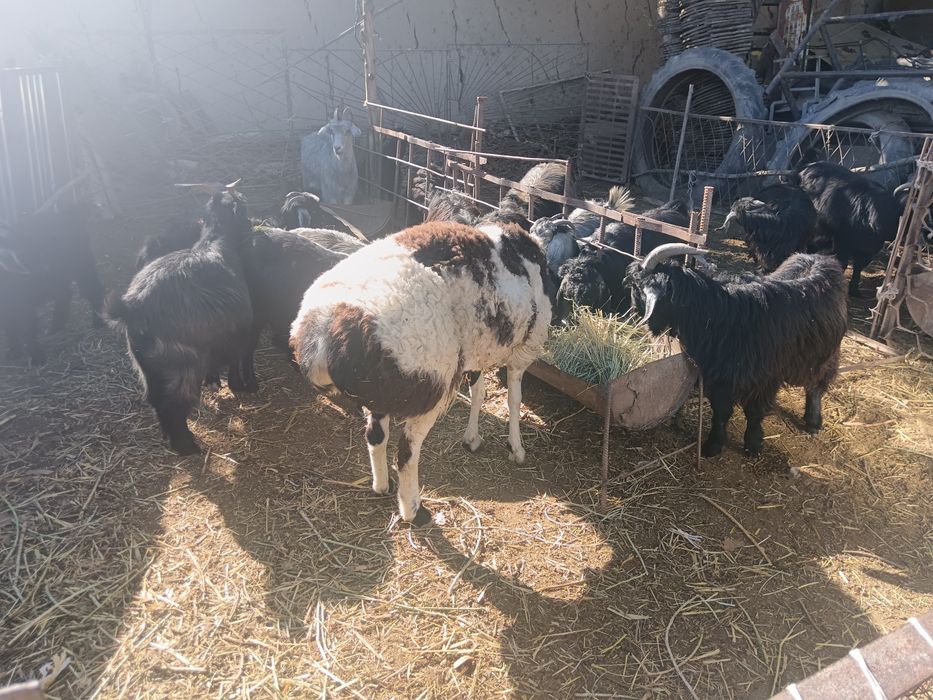 Кучкор ва эчкилар сотилади