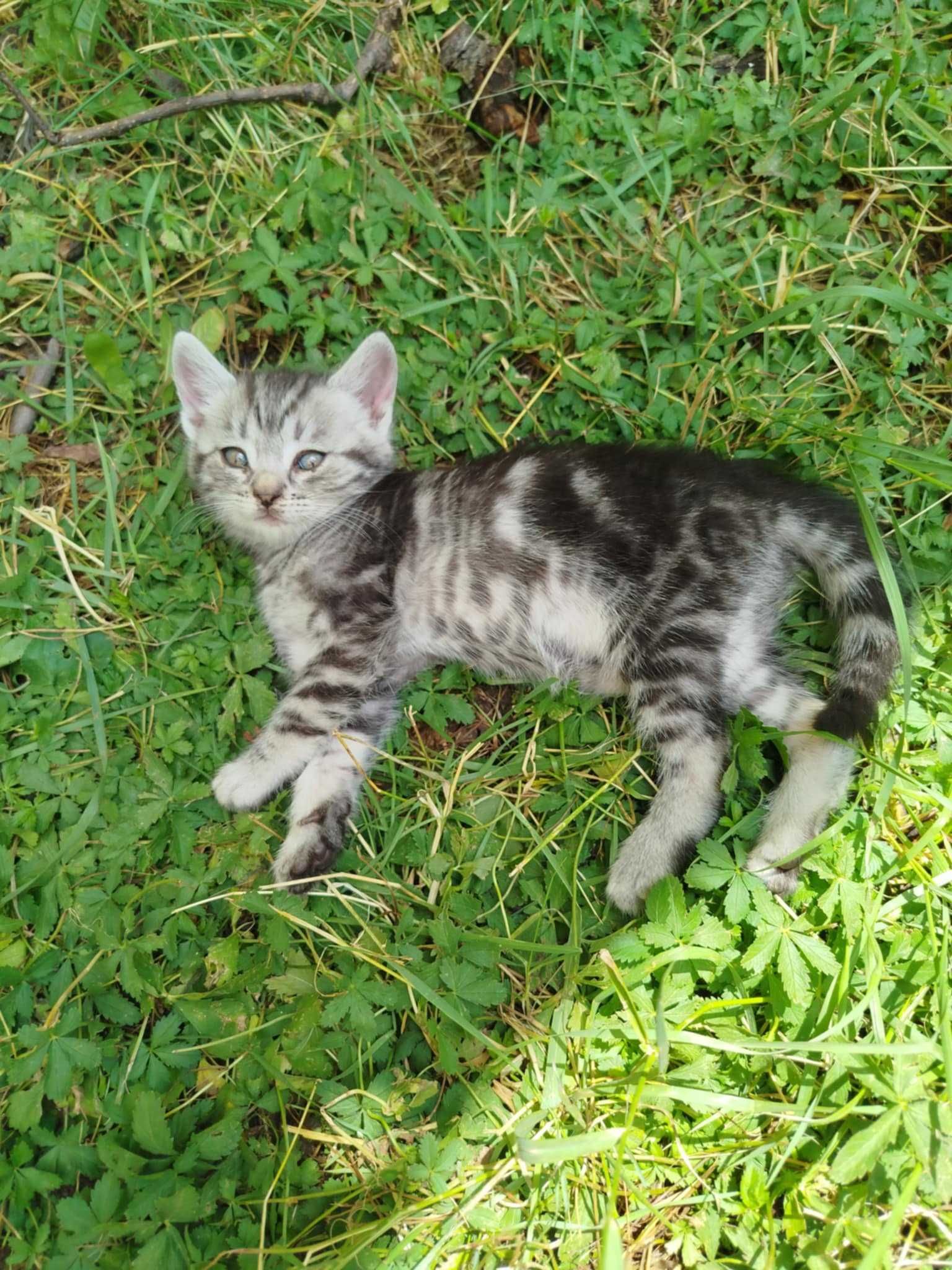 Сладки котета търсят дом!