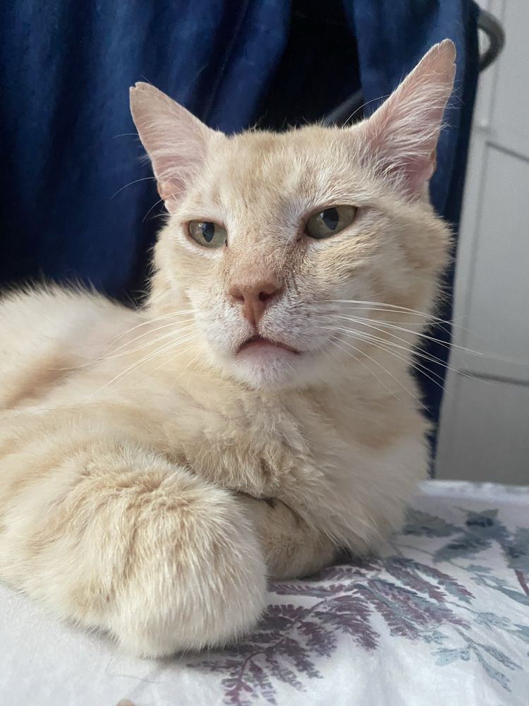 Motanel senior pentru adoptie