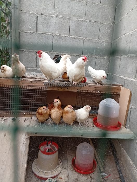 Găinuțe pitice bărboase de Anvers