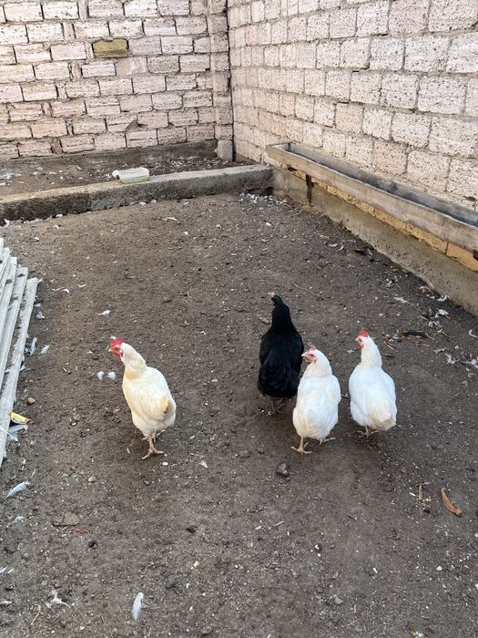 тауыктар сатылады 4000 тенге