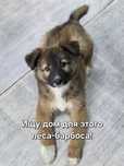 Щенок ищет добрых хозяев!