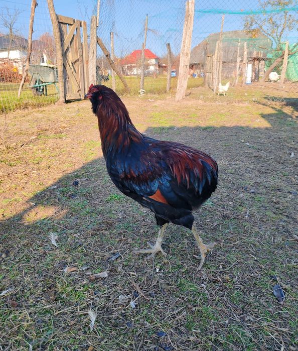 Vând cocoși Araucana