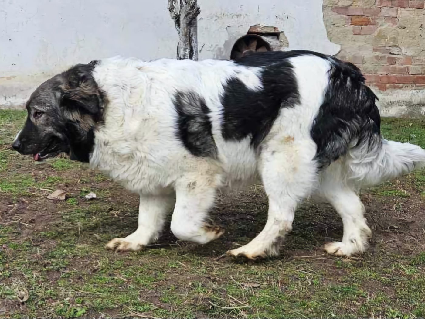 Българско овчарско куче / бок/ каракачанско