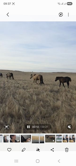 Продам жеребят 2025 года