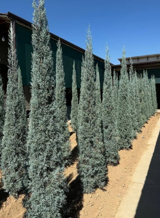 Кепарис сризоника