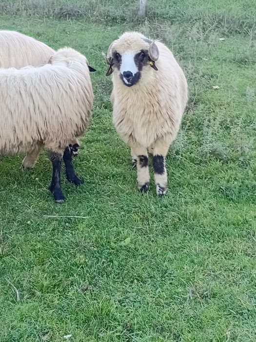 Berbecuti pentru prasila