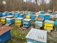 Пчелни семейства дадан блат,тръвни отводки ЛР