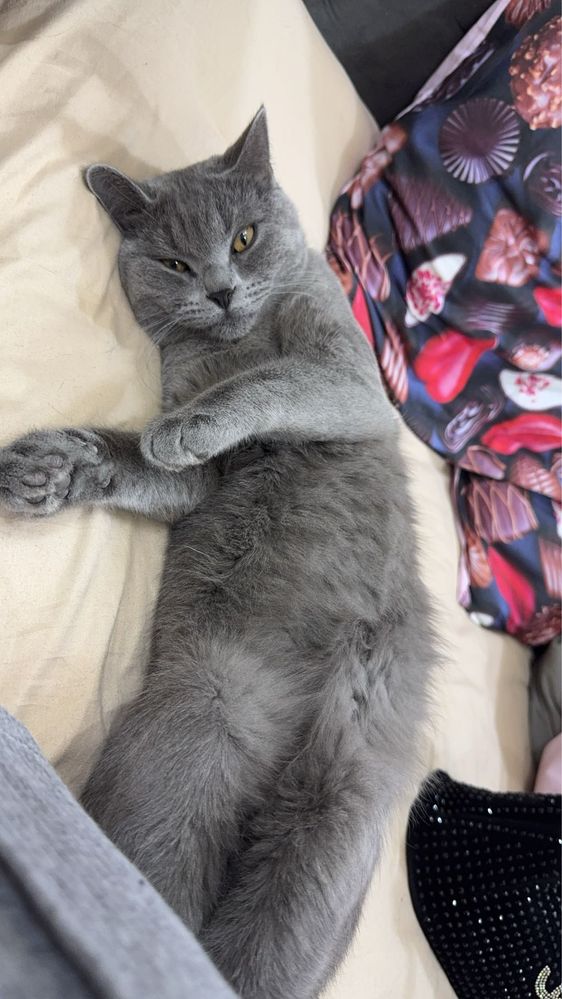 Кошки mushuk o’g’il bollla