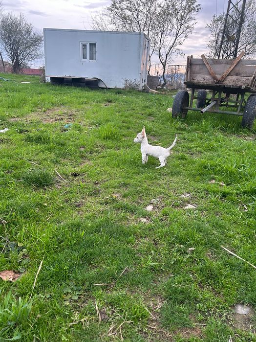 Продавам мъжко chichiua