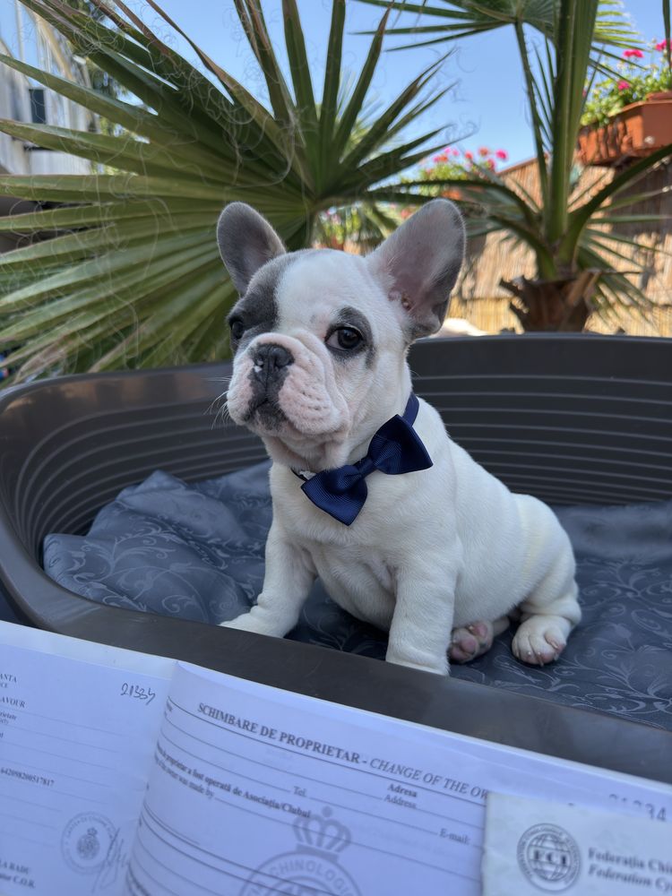 Bulldog francez mascul cu pedigree