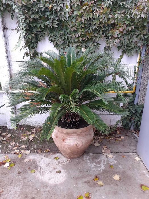 De vanzare două plante cycas cu glastra si inaltimea de 1.5metri