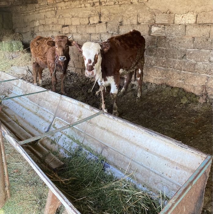 Мол  сотилади келишилган холда