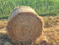 Baloti rotunzi paie 120x125 din 2025
