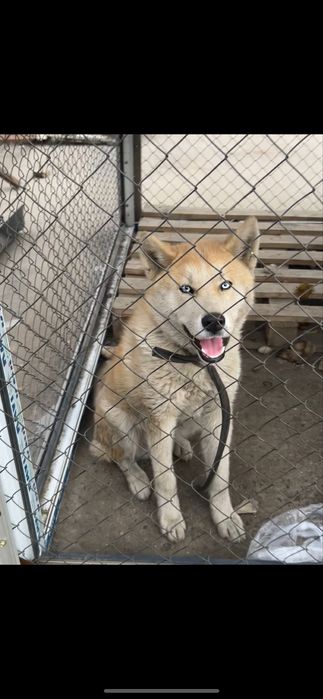 Продам акита 5месяца