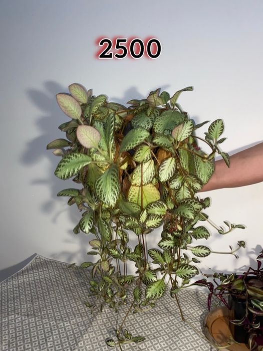 Цветы домашние комнатные