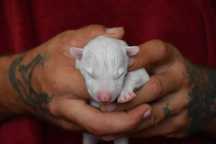 Pui Bull terrier standard