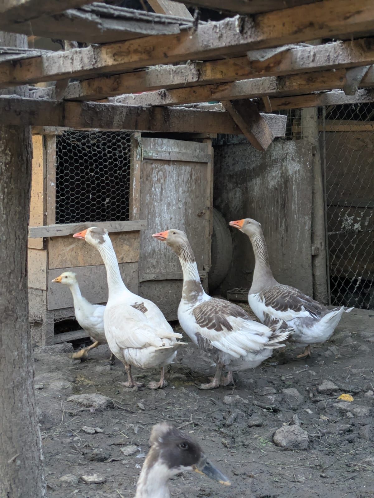 Gâște de anul trecut