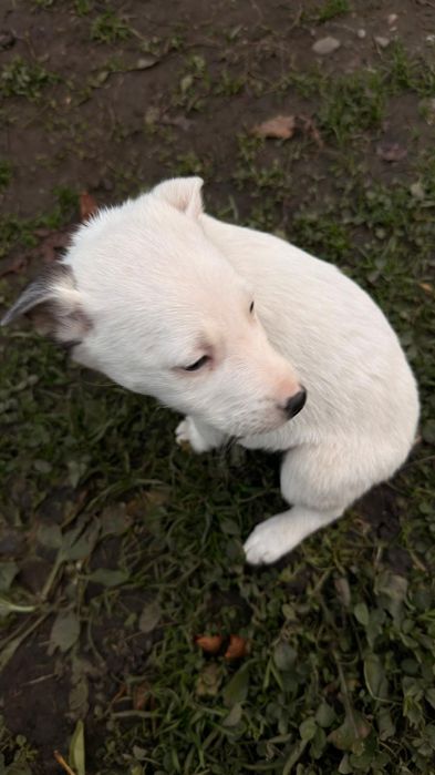 Donez 5 cățeluși adorabili