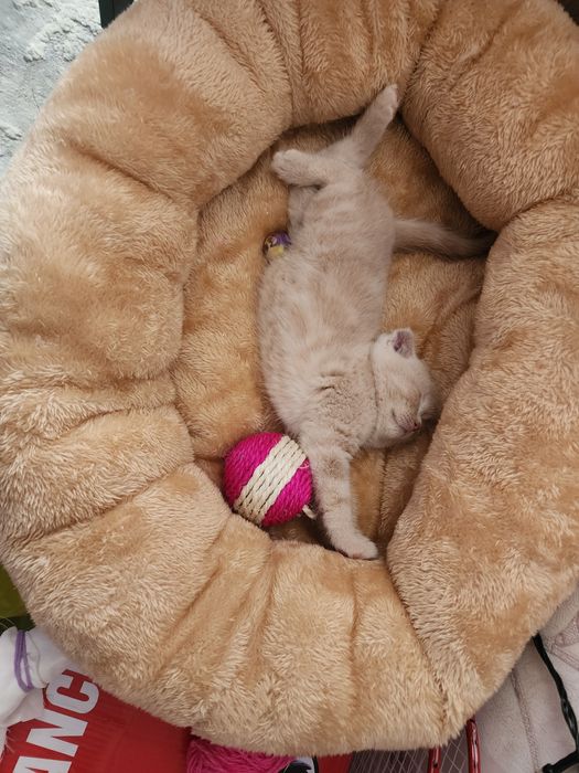 Продаёться котёнок