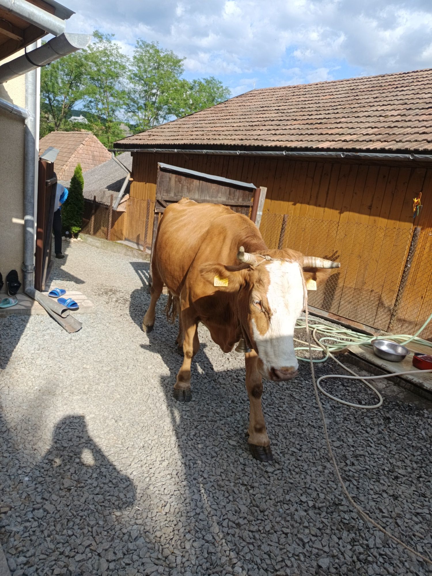 Vând vacă în județul Alba