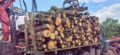 Дърва за огрев и изрезки