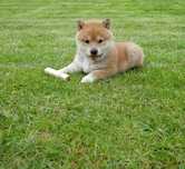 Shiba Inu Roscat cu Alb de vanzare cu transport