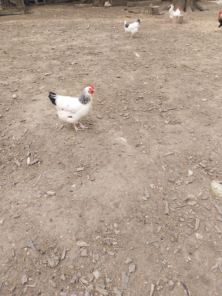 Vand gaini de casa rasa mixta