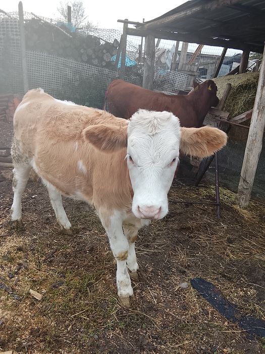 De vânzare doua vițelușe