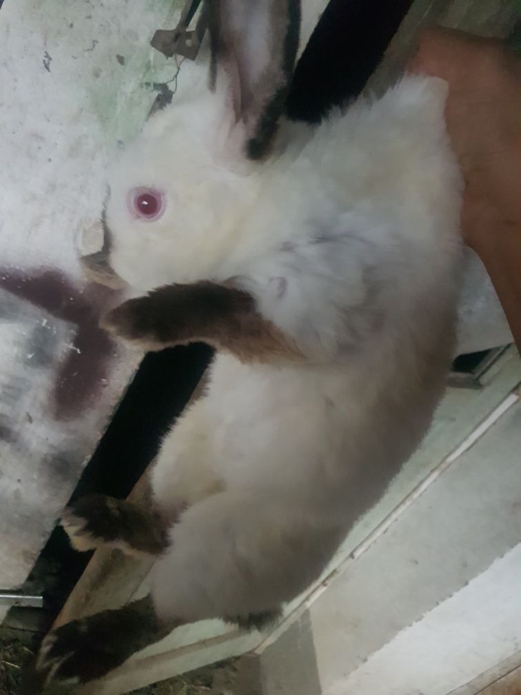 Quyon xammasi sotiladi