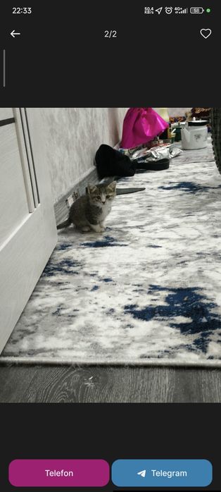 Ikkita qiz bola mushukcha