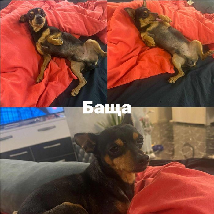 Пинчери немски на 2 месеца