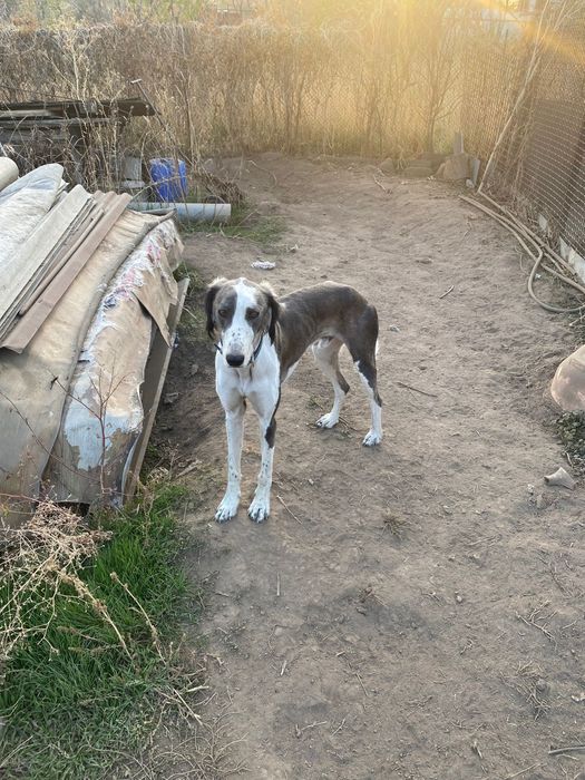 Тазы иттер сатылады