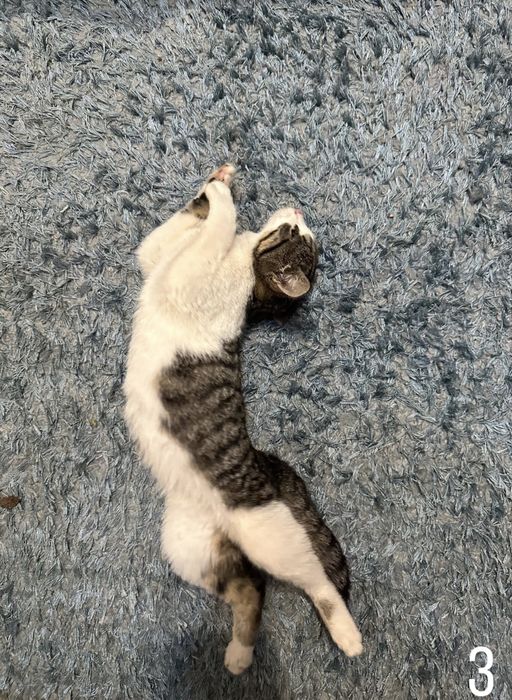 Donez pisicute felis