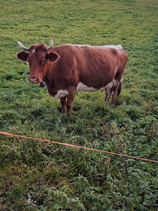 Vand vaca bună de lapte