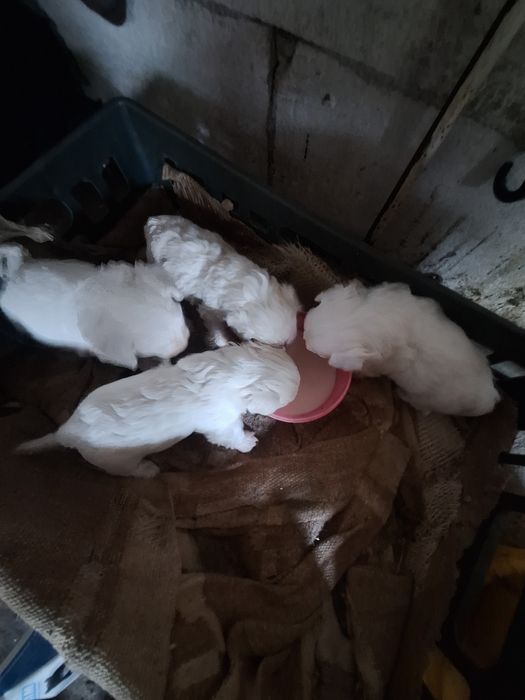 Cățelușe spre adopție