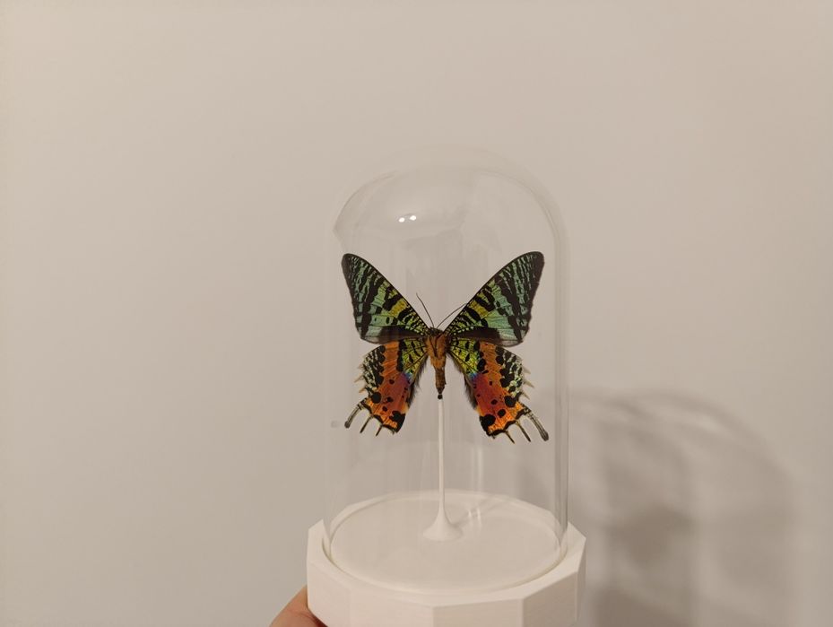 Fluture in dom de sticlă