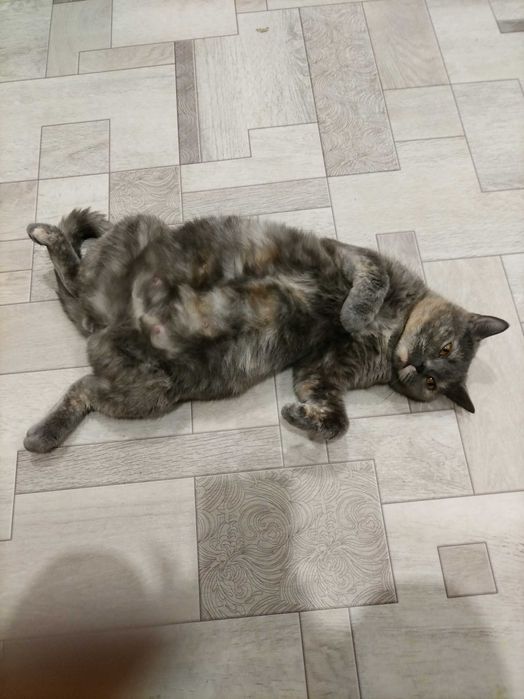 Отдам кошку породы британка.