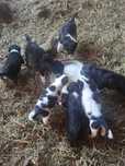 Catelusi Border Collie