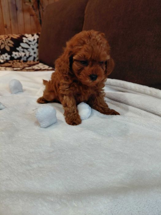 Пудел той мъжко и женско