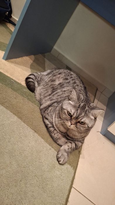 Подарявам Британка късокосместа(уйскас))