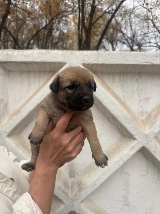 Щенки 1,5 месяца