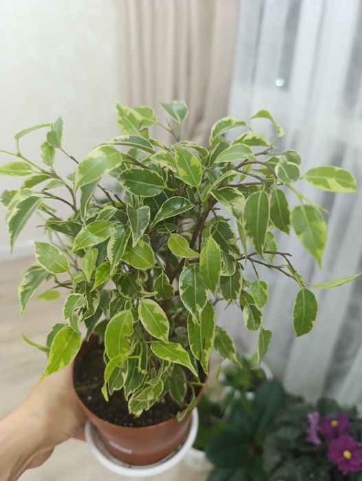 Фикус Бенджамин -комнатное растение