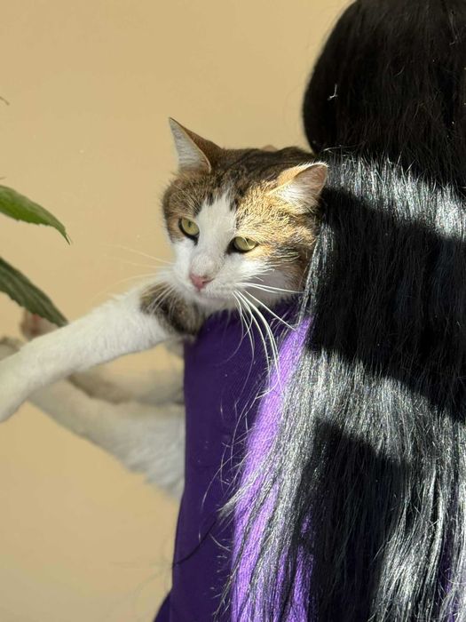 Мъжко коте търси дом