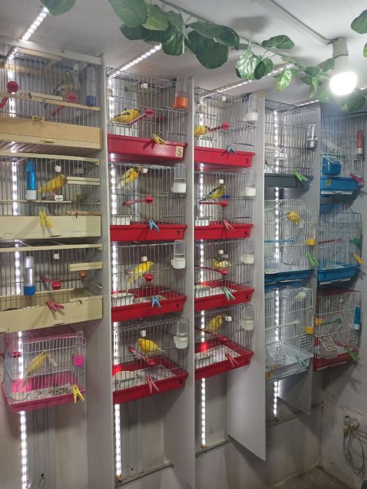 Канaрейка сотилади