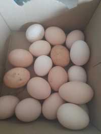 Oua gaini pitice (fertile pentru incubare )